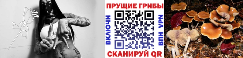 Псилоцибиновые грибы ЛСД  Кочубеевское 